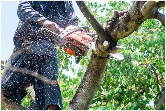 tree services Clatskanie